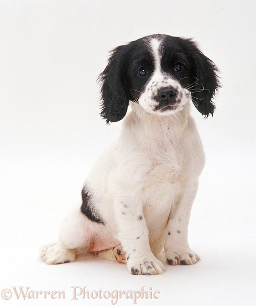 Cute Spaniel x Collie pup, white background