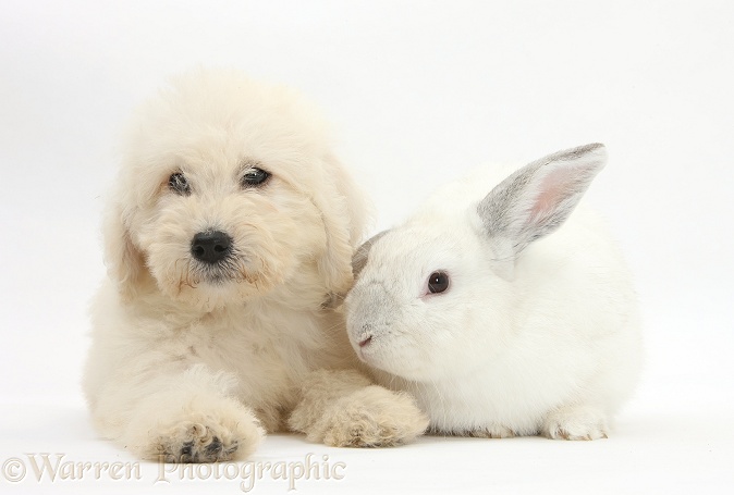 Labradoodle pup, 9 weeks old, and white rabbit, white background