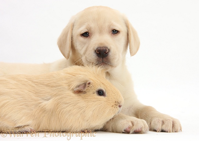 Yellow Labrador Retriever pup, 7 weeks old, and yellow Guinea pig, white background