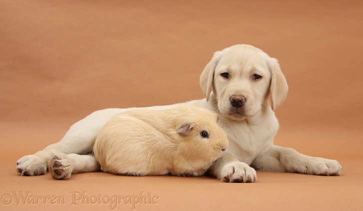 Yellow Labrador Retriever pup, 10 weeks old, and yellow Guinea pig