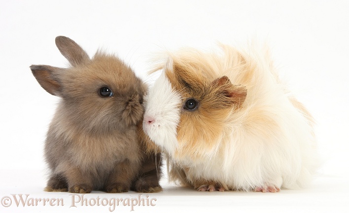 Guinea pig and baby Sandy Lop rabbit, white background