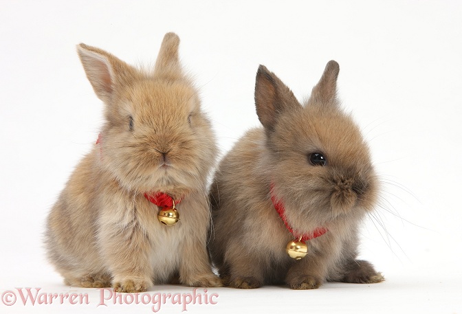 Two baby Lionhead-cross rabbits wearing bells, white background