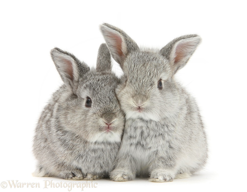 Two baby silver rabbits, white background