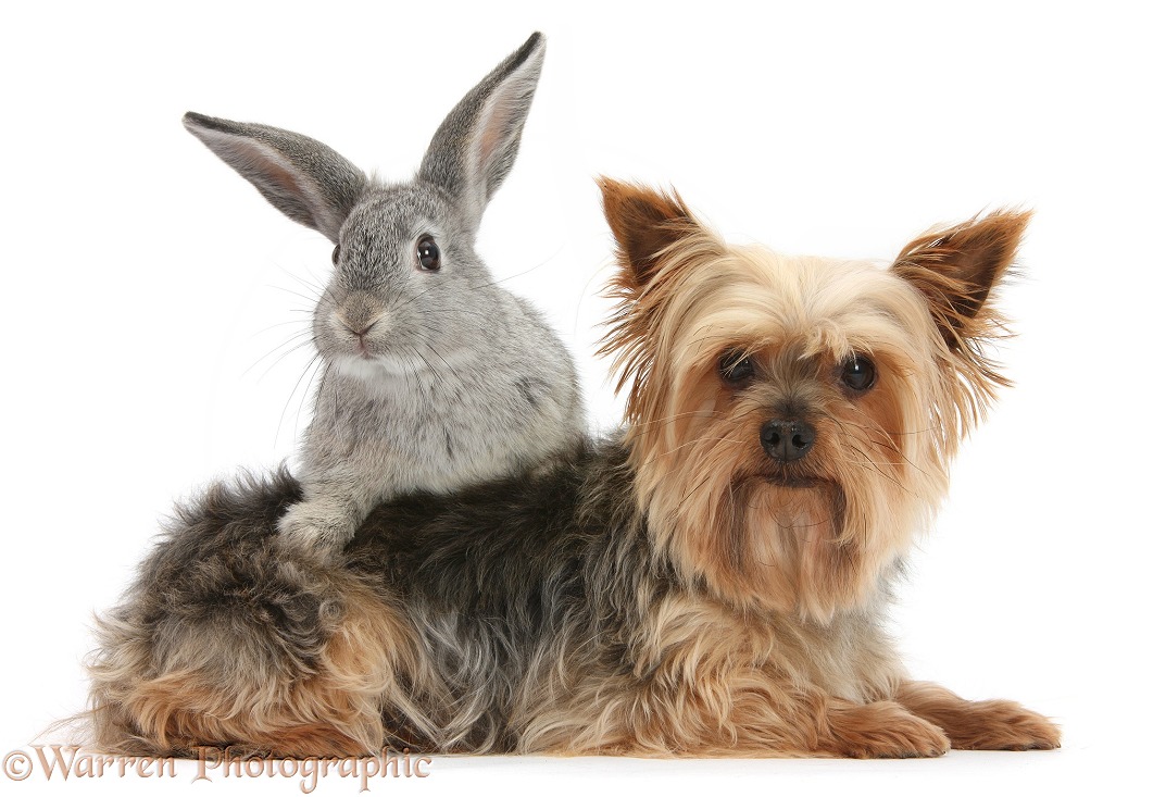 Yorkshire Terrier, Buffy, and young silver rabbit, white background