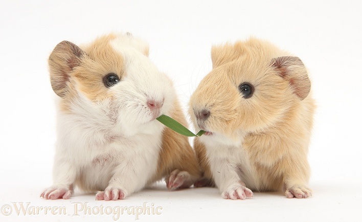 1 day old baby Guinea pigs eating grass, white background