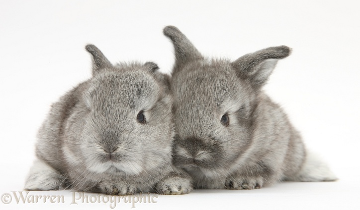 Two silver baby rabbits, white background