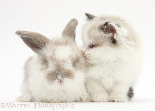 Colourpoint kitten with baby rabbit, white background