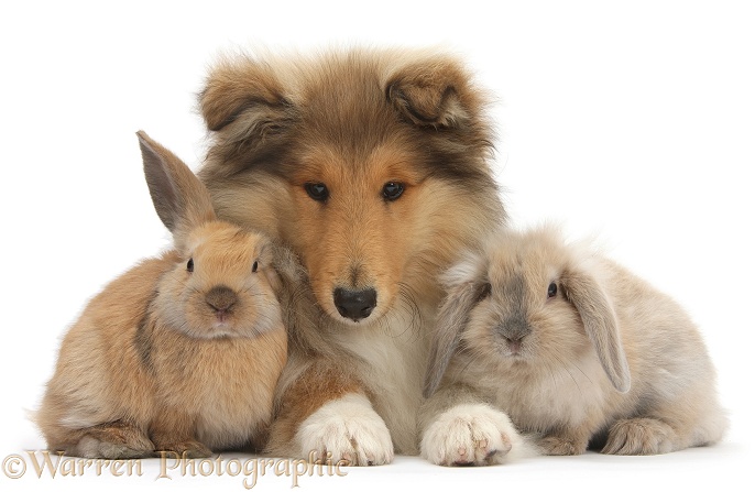 Rough Collie pup, Laddie, 14 weeks old, with two young rabbits, white background
