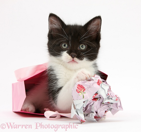 Black-and-white kitten playing with gift bag and wrapping paper, white background