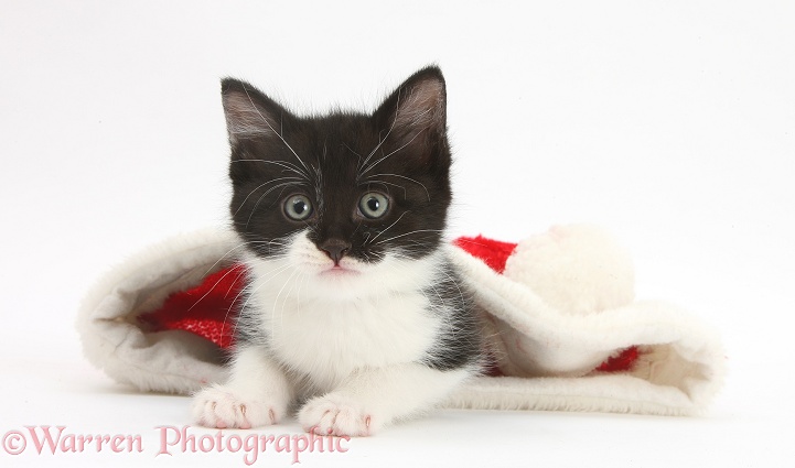 Black-and-white kitten in a Father Christmas hat, white background
