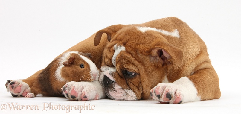 Bulldog pup, 11 weeks old, and Guinea pig, Amelia, white background