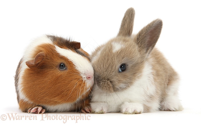Baby rabbit and Guinea pig, Amelia, white background
