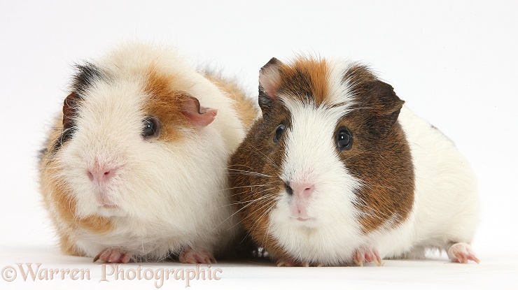 Two Guinea pigs, Gyzmo and friend, white background