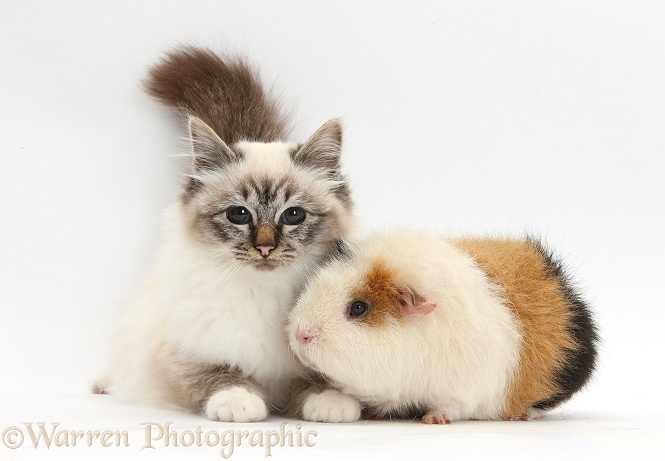 Tabby-point Birman cat and Guinea pig, Gyzmo, white background