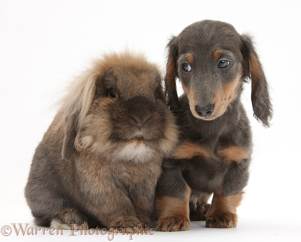 Lionhead-cross rabbit and blue-and-tan Dachshund pup, Baloo, 15 weeks old, white background