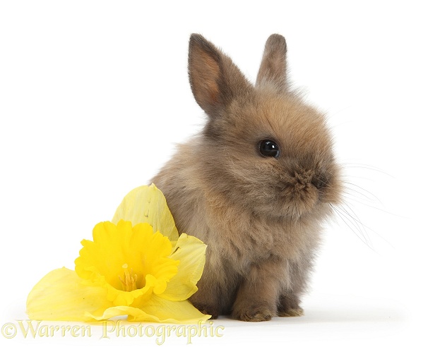 Baby Lionhead-cross rabbit with daffodil flower, white background