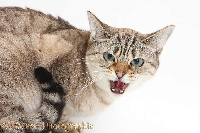 Sepia Snow Bengal-cross female cat, Lilli, 3 years old, snarling, white background