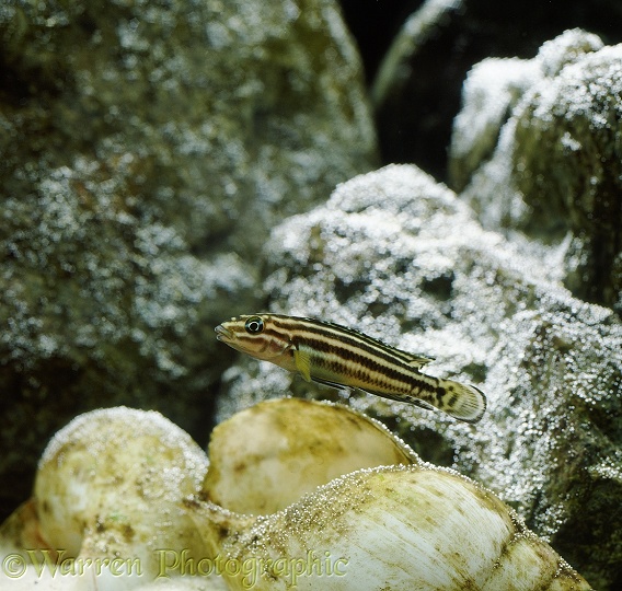 Rift Valley Cichlid or Convict Julie (Julidochromis regani) standing guard over a snail shell in which it may spawn.  Lake Tanganyika