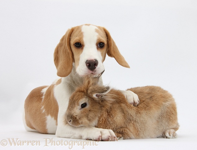 Orange-and-white Beagle pup and rabbit, white background