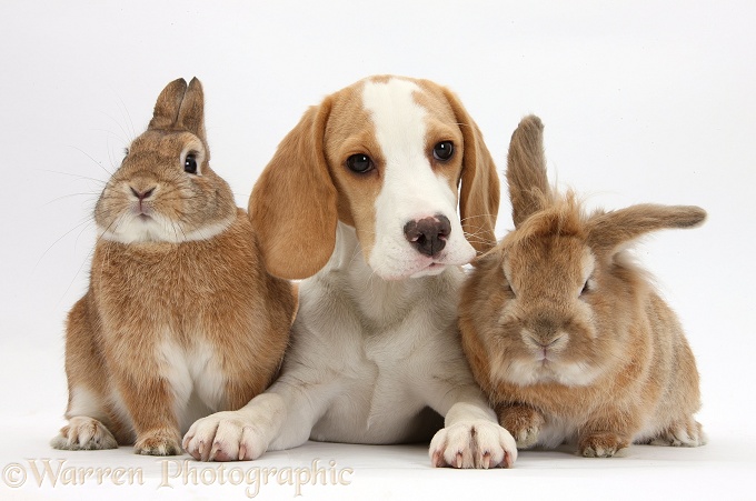 Orange-and-white Beagle pup and two rabbits, white background