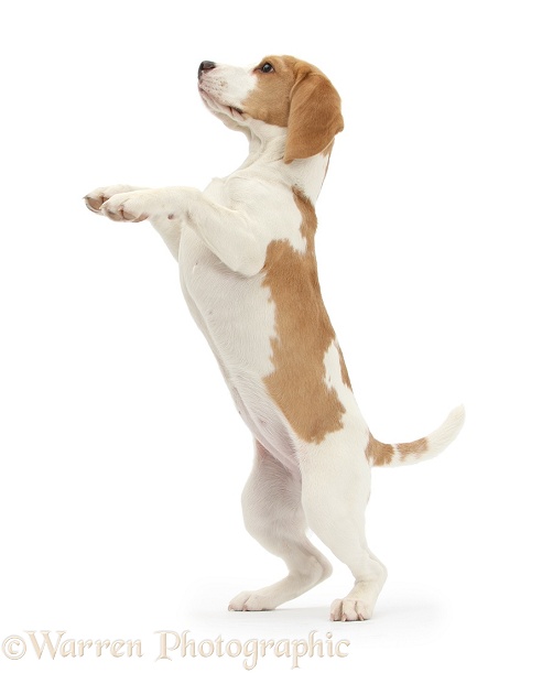 Orange-and-white Beagle pup, standing on hind legs, white background
