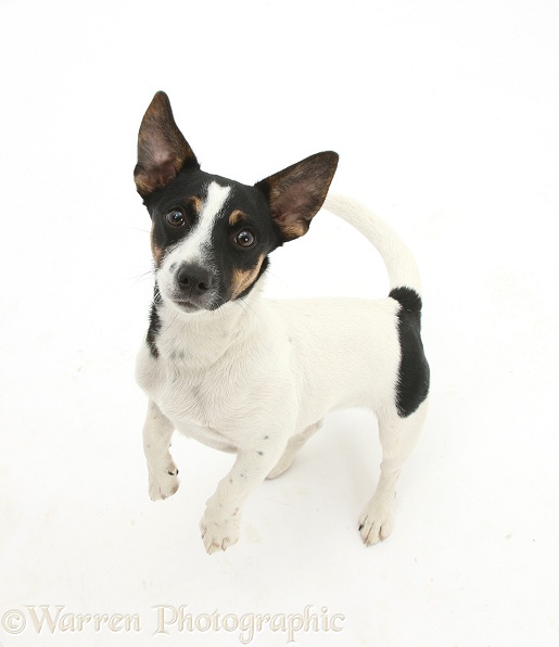 Jack Russell Terrier bitch, Rubie, white background