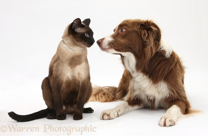 Chocolate registered Border Collie dog, Milo, and seal-point Siamese-cross cat, Chico, white background