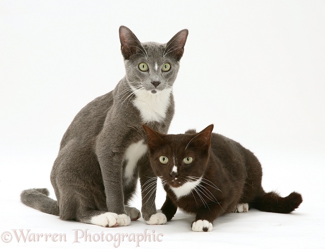Blue-and-white Burmese-cross cat, Levi, with his black-and-white sibling, white background