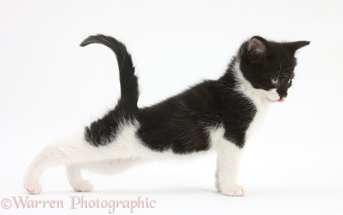 Black-and-white kitten stretching, white background