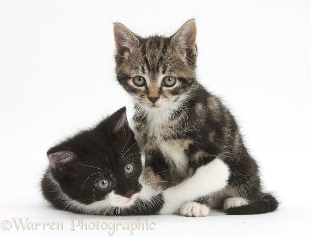 Tabby kitten with black-and-white kitten, white background