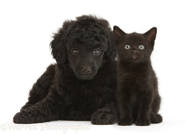 Black Toy Poodle pup, and black kitten, both 7 weeks old, white background