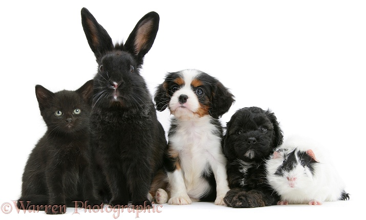 Black bitten, 7 weeks old, black Cockapoo pup, 6 weeks old, tricolour Cavalier King Charles Spaniel pup, Molly, 7 weeks old, black rabbit, and black-and-white guinea pig, in a lineup, white background