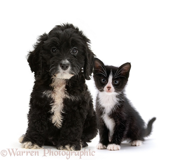 Black-and-white tuxedo Cockapoo pup, 8 weeks old, with black-and-white tuxedo kitten, white background