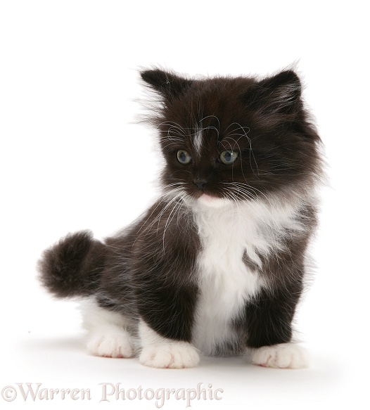 Black-and-white Persian-cross kitten, white background
