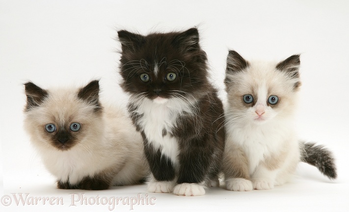 Black-and-white and colourpoint Birman-cross Persian kittens, white background