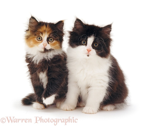 Black-and-white and tortoiseshell kittens, white background