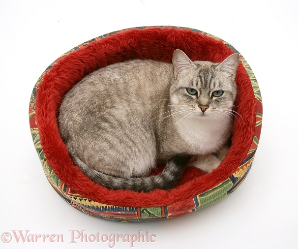 Bengal x Birman female cat, Spice, in a soft cat bed, white background