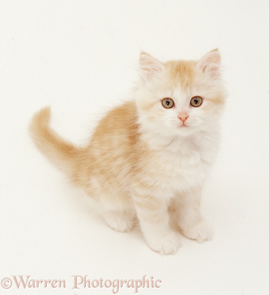 Ginger kitten looking up, white background