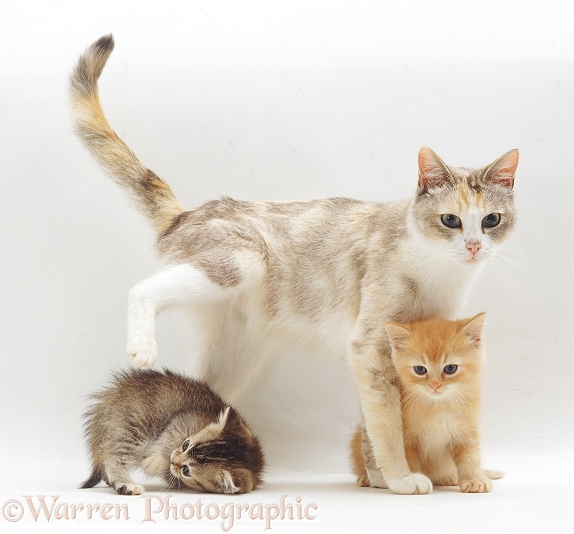 Silver tortoiseshell-and-white mother cat, Pearl, with two kittens, 8 weeks old, white background