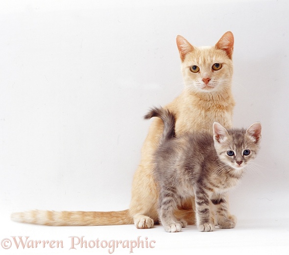 Ginger cat and kitten, white background