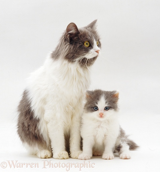 Grey-and-white mother cat and kitten, white background
