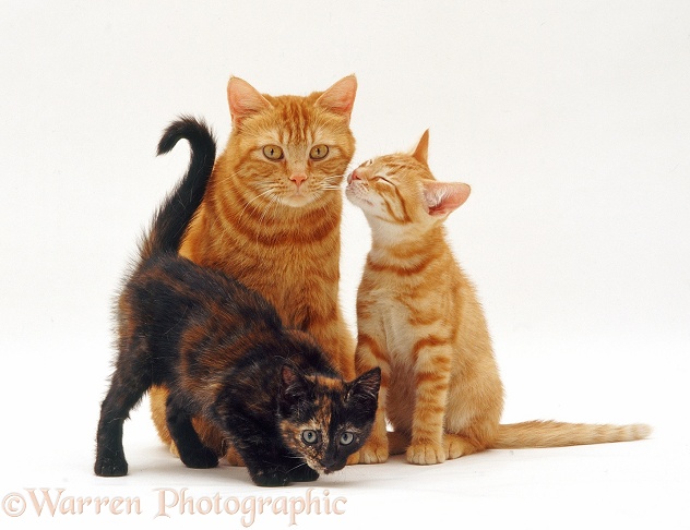 Red British Shorthair female cat, Glenda, and two kittens, white background