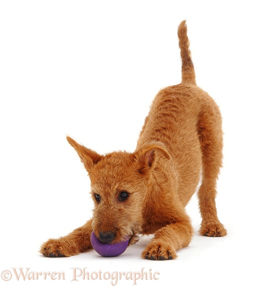 Irish Terrier bitch pup Toffee, 13 weeks old, chewing a ball, white background