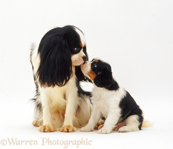 Tricolour Cavalier King Charles Spaniel dog, sniffing noses with one of his pups, 6weeksold, white background