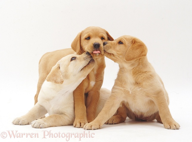 Three Yellow Labrador Retriever pups, 6 weeks old, white background