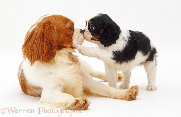 Blenheim Cavalier King Charles Spaniel bitch, Poppy, with a tricolour pup, 6 weeks old, white background