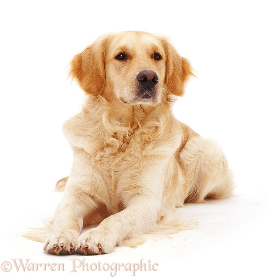 Golden Retriever dog, Barney, lying down, with head up, white background