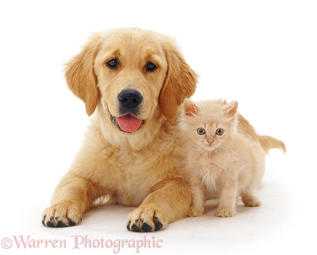 Golden Retriever pup, Jasmine, with cream kitten, white background