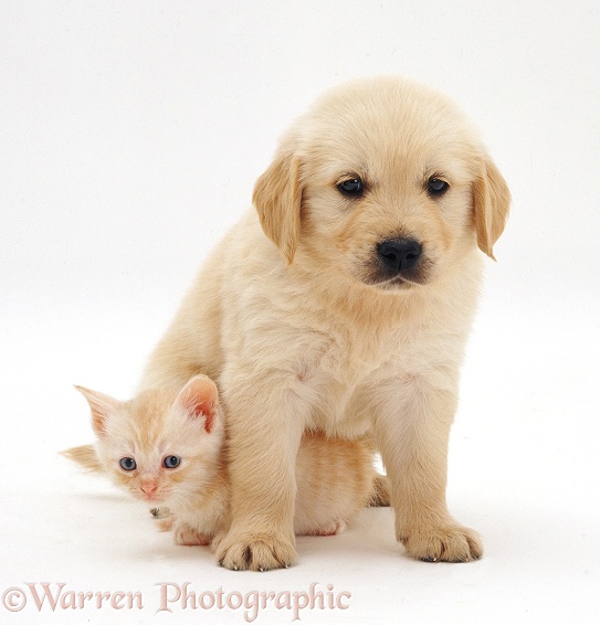 Golden Retriever pup, 6 weeks old, and pale ginger kitten, white background