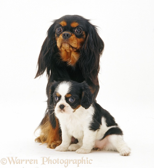 Black-and-tan Cavalier King Charles Spaniel and pup, white background